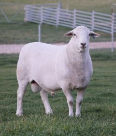 غنم طازج (ذبائح) | Fresh lamb